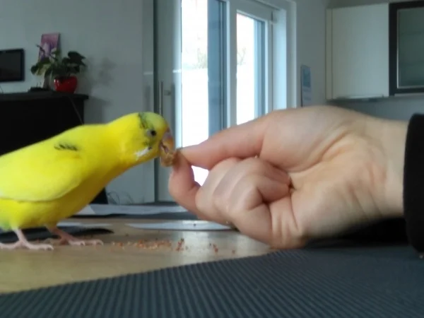 Wellensittich-Bild: Diese Hirse sieht zu lecker aus. Da kann Eddie einfach nicht wiederstehen.
