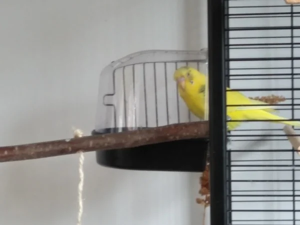 Wellensittich-Bild: Eddie geht nicht ins Badehäuschen um zu baden..nein. Lieber singt er darin weil die Akustik so spitzenmäßig ist! (Wer kennt das nicht? :D