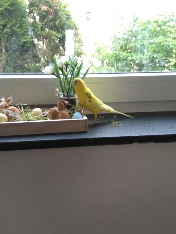Wellensittich-Bild: Hier werden erstmal die Blümchen begrüßt
