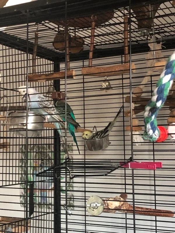 Wellensittich-Bild: Im Futternapf schlafen ist die Idee! Man muss nicht stehen beim Schlafen und der Weg zum „Kühlschrank“ war noch nie so nahe!