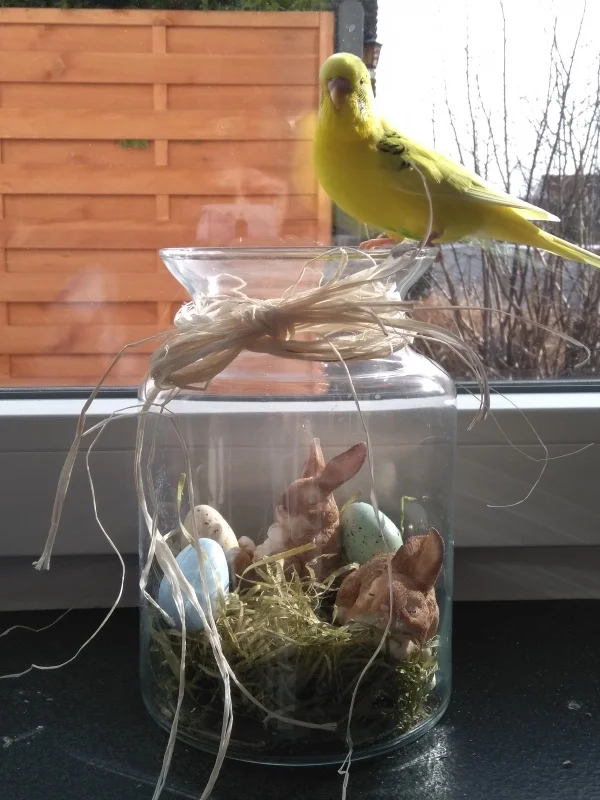 Wellensittich-Bild: Schöner kanns nicht sein! Ein neuer Landeplatz am Lieblingsfenster und dann auch noch Sonne. Herrlich der Frühling kommt :)