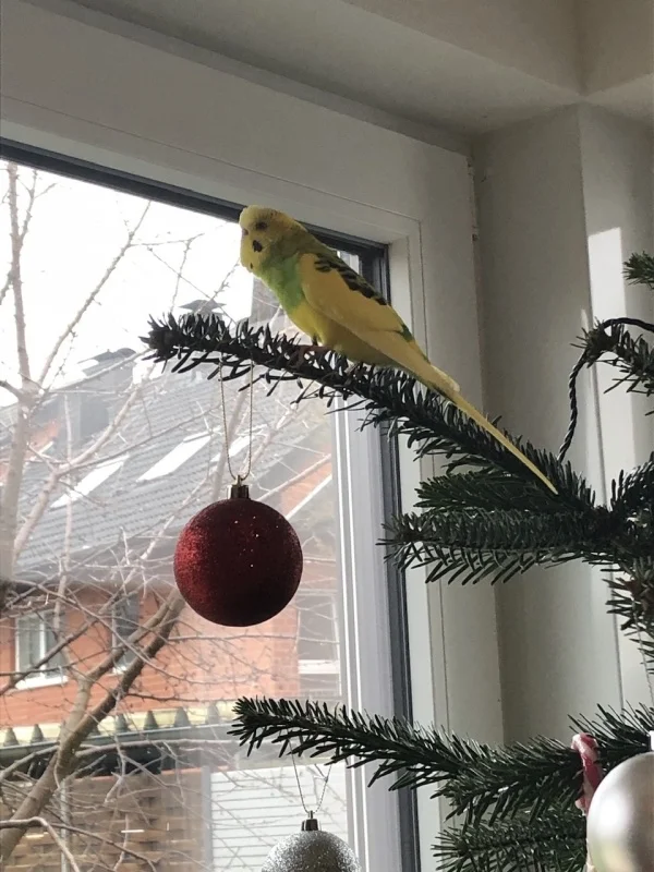 Wellensittich-Bild: Yoshi wünscht allen frohe Weihnachten.