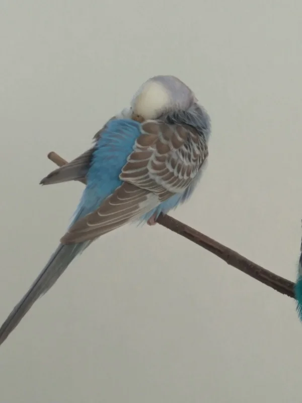 Wellensittich-Bild: Den ganzen Tag zu fliegen ist sooo anstrengend :)