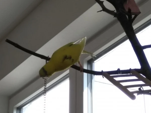 Wellensittich-Bild: Was hat die Felo jetzt schon wieder an meinen Baum gebunden?!