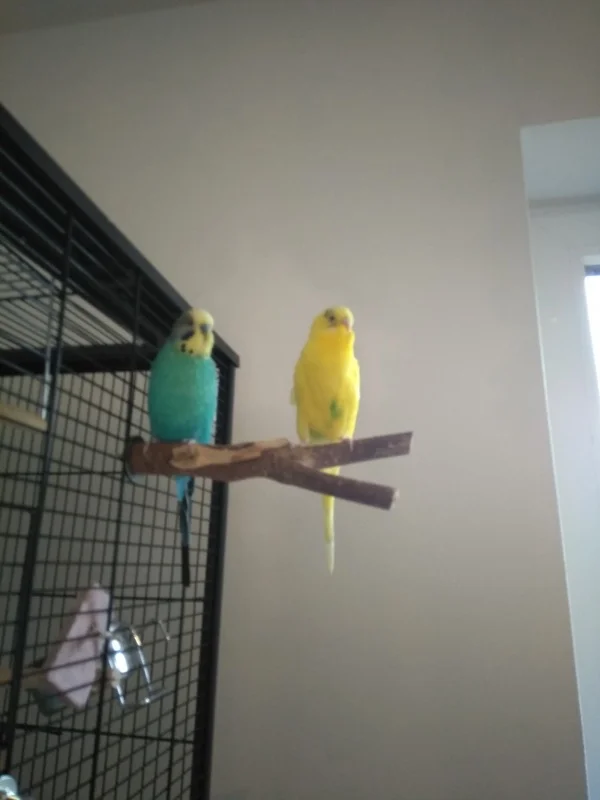 Wellensittich-Bild: Eddie und Pepe entspannen sich nach dem anstrengenden Freiflug :)