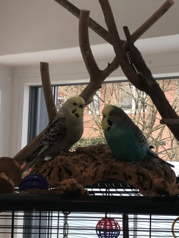 Wellensittich-Bild: Tweety und Pepe machen einen kleinen Nachmittagsausflug. Sie kann nach Herzenslust Kork 
Schreddern und er seine Liebste dabei beobachten :)