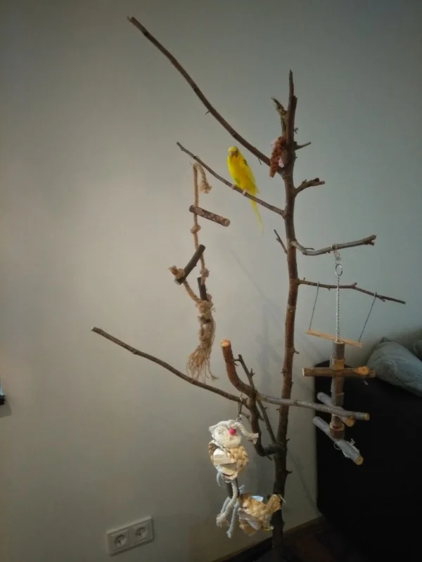Wellensittich-Bild: Eddie erkundet den neuen Vogelbaum. Die Hirse ist auch zu interessant :)
