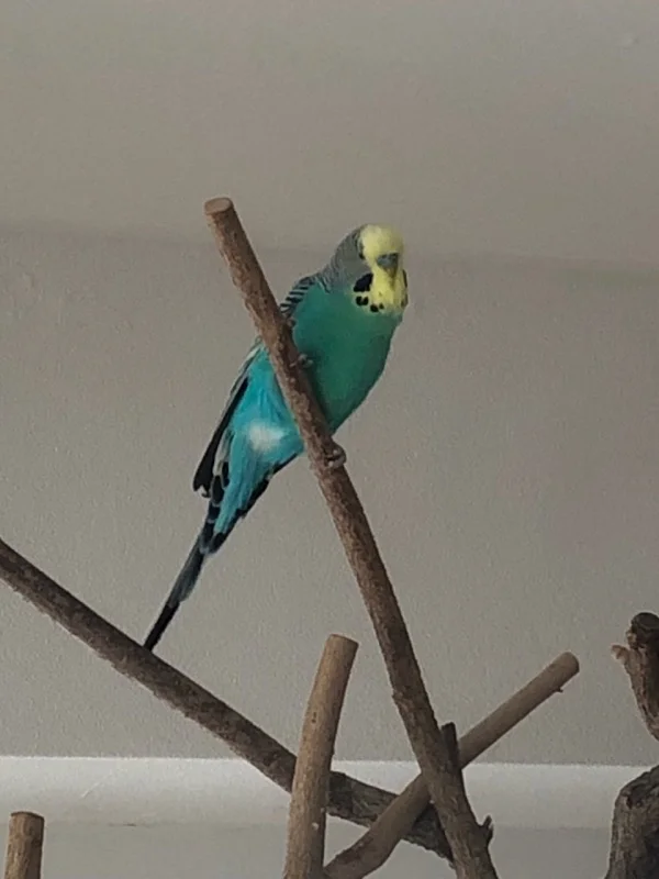 Wellensittich-Bild: Von hier oben lässt sich die Lage doch gut überblicken und jeder kann meinem  „Gesang“ lauschen. ;)