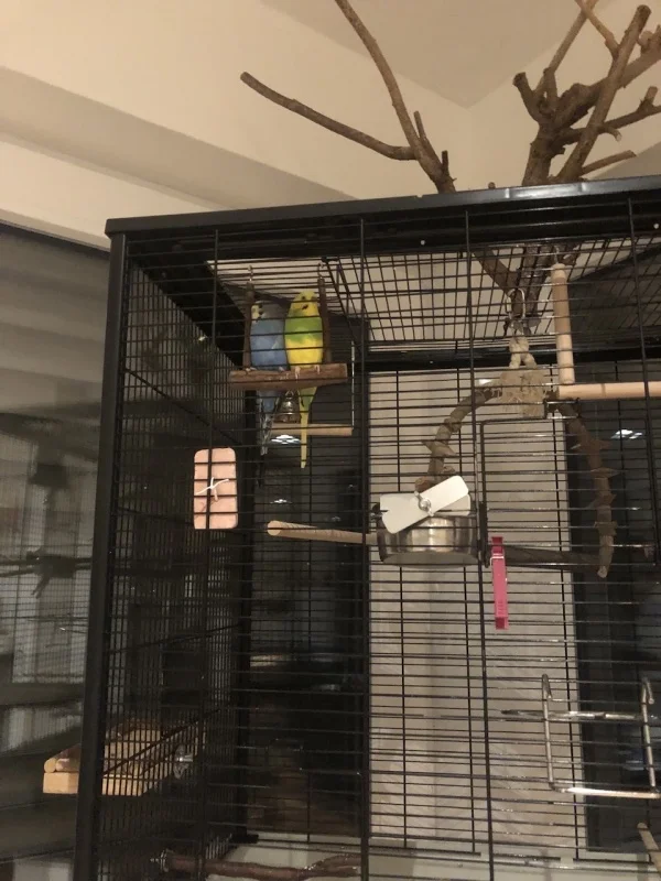 Wellensittich-Bild: Pico (blau) und Yoshi (gelbgrün) sind noch ganz schüchtern.