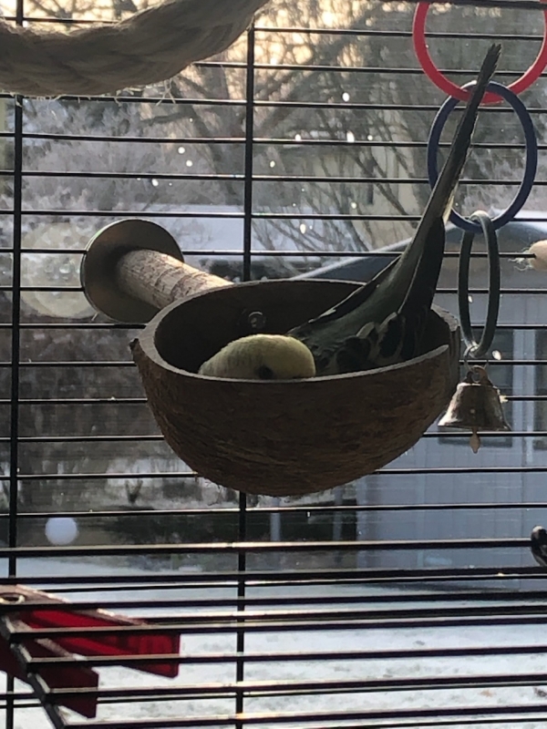Tweety