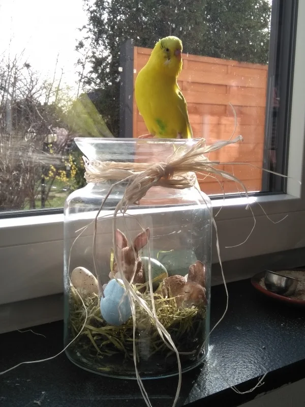 Wellensittich-Bild: Eddie hat schon Vorfreude und kann es kaum erwarten :)