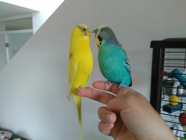 Wellensittich-Bild: Hey Eddie, kannst du Mal bitte gucken ob ich da noch Hirse am Schnabel habe?