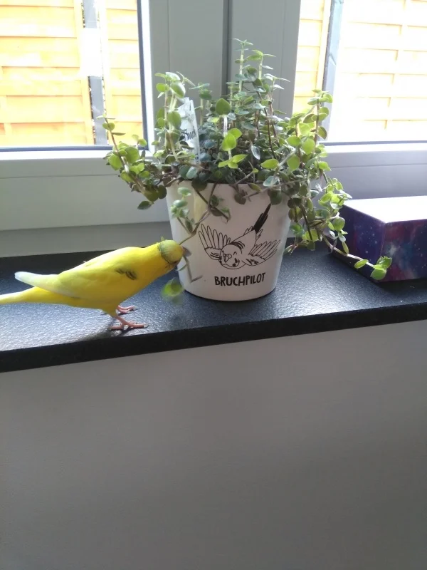 Wellensittich-Bild: Ach wie gut das doch schmeckt! Wüsste nur gerne was da steht?
Würd wohl nichts mit mir zu tun haben *Schmatz*