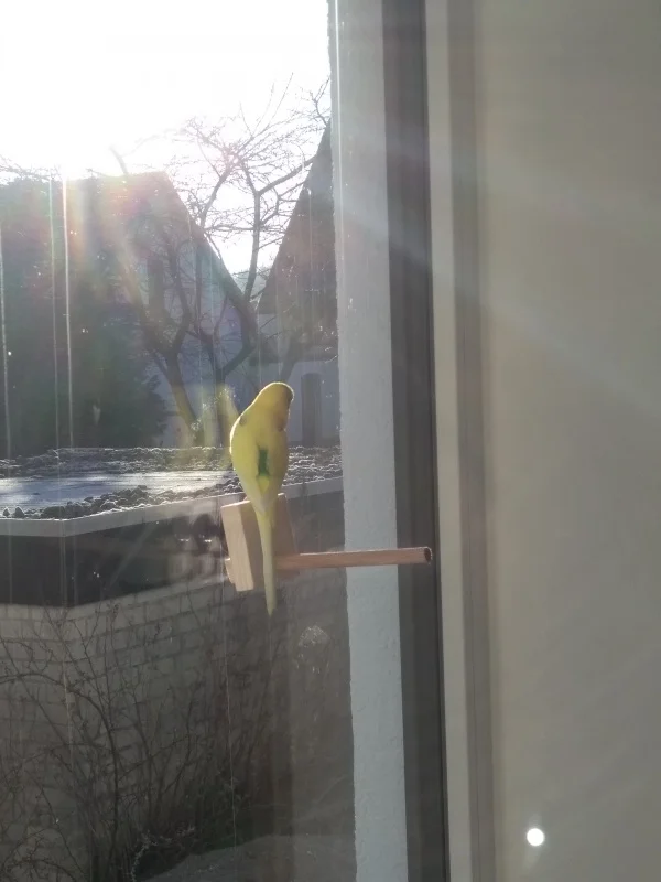 Wellensittich-Bild: Eddie genießt die ersten Frühlingssonnenstrahlen
Auf seiner neuen Fensterstange :)