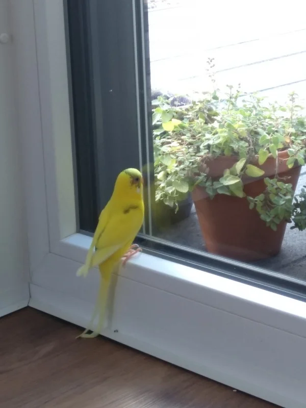 Wellensittich-Bild: Eddie liebt kleine Spaziergänge in der Wohnung. Dieses Mal hat er was grünes entdeckt und grübelt darüber nach wie er das wohl erreichen kann.