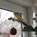 Yoshi
