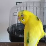 Die Badewanne