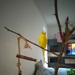 Eddie auf dem Baum
