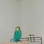 Pepe auf dem Balkon