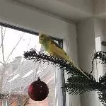 Frohe Weihnachten!