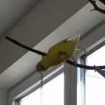 Komisches Ding