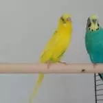 Eddie und Pepe