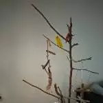 Eddie inspiziert den neuen Vogelbaum