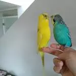 Hab ich was im Schnabel?