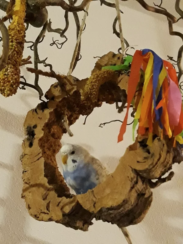Wellensittich-Bild: So haust eine Kaiserin