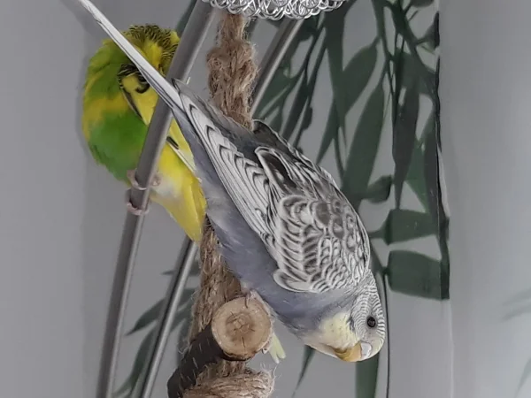 Wellensittich-Bild: Sie ist so herzerfrischend neugierig