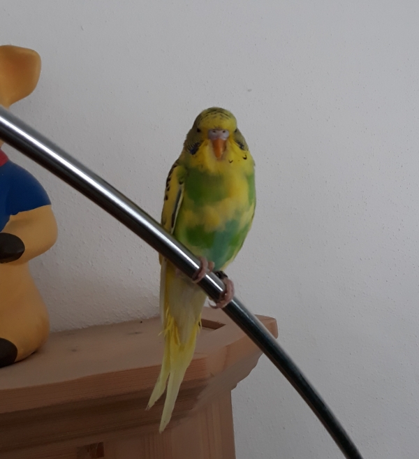 Franz