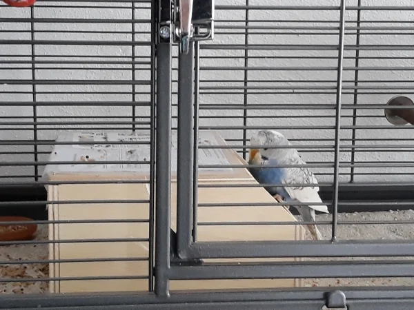 Wellensittich-Bild: Am 17.1. hat Sissi einen rührenden Empfang für Tweety und Rocky gegeben, sie hat sich auf die Öffnung gesetzt und den beiden minutenlang vorgezwitschert..so süss