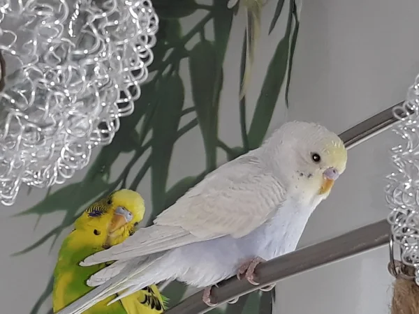 Wellensittich-Bild: Unser Oskar, ein kleines Christkindl, geboren am 23.12.18