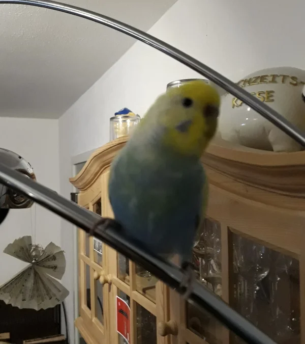 Wellensittich-Bild: Tweety kam zusammen mit Rocky am 17.01.2019 zu uns und hat unseren Minischwarm komplettiert