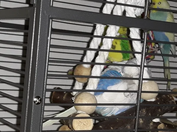 Wellensittich-Bild: fehlt nur noch die blaukarierte Decke vom Pumuckl