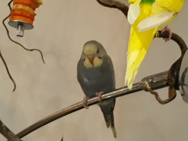 Trude