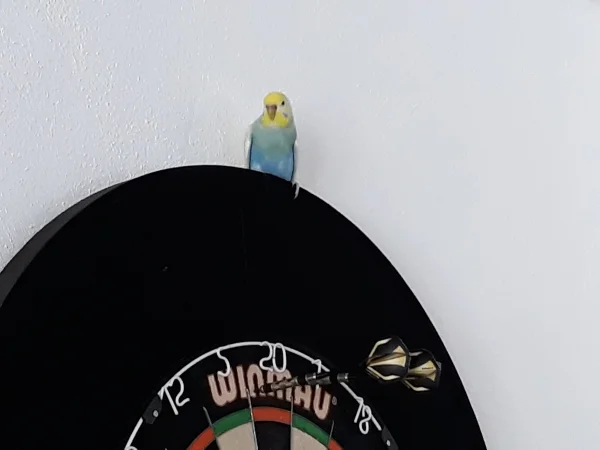 Wellensittich-Bild: Bulls Eye for Tweety