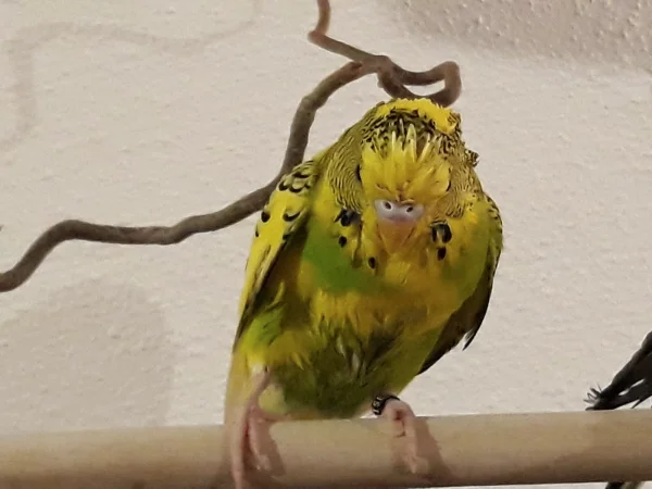 Wellensittich-Bild: Franz hat den Wassernapf als Vogelbad missbraucht..