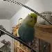 Tweety