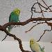 Rocky und Tweety