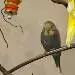 Trude
