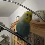 Tweety, Welli Nr 4 bei uns
