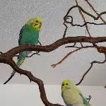 Rocky und Tweety