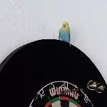 Tweetys Dartscheibe
