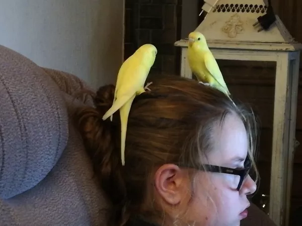 Wellensittich-Bild: Die Haare sind toll