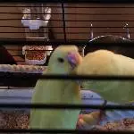 Choco und Tweety
