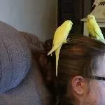Tweety und Cocko 