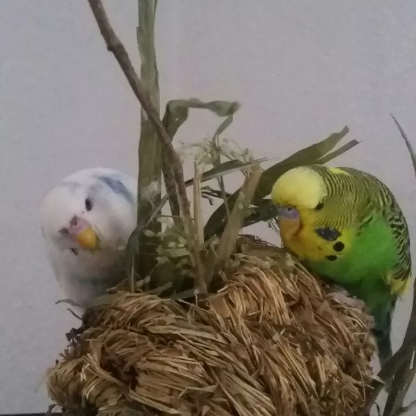 Wellensittich-Bild: Warum bin ich trotz Wellis eigentlich ständig in der NAGERabteilung des Zoogeschäfts??? :D