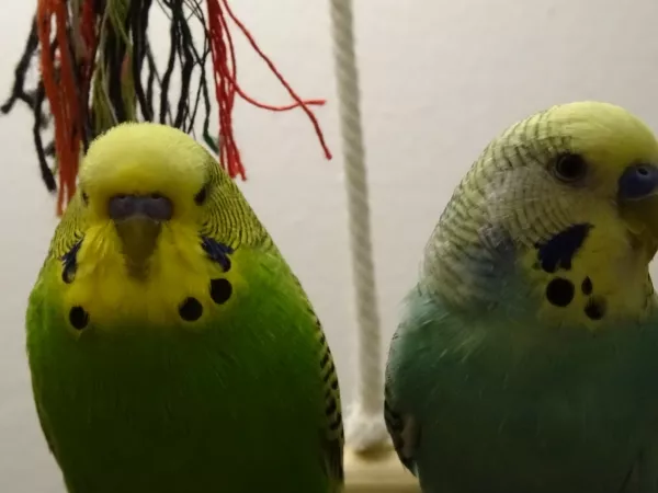 Wellensittich-Bild: Meine zwei Schnuckis beim abendlichen chillen auf ihrer großen Schaukel im Freiflugzimmer, bevor es zum Schlafen wieder in ihren Käfig geht.