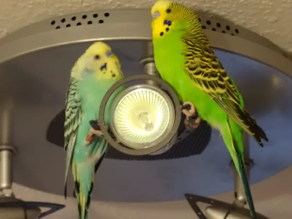 Wellensittich-Bild: Spooky und Piper üben sich gerne mal als Beleuchter.
Ilja Richter hätte seine wahre Freude gehabt ;-)